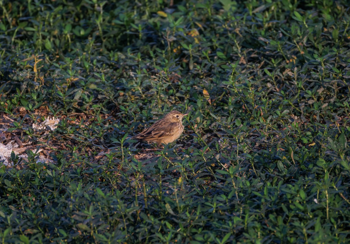 Рисовой конёк - ML647210736