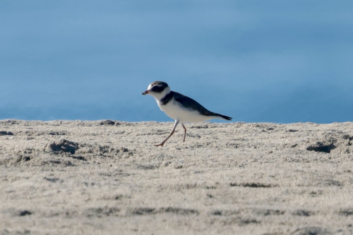 Перепончатопалый галстучник - ML647210739