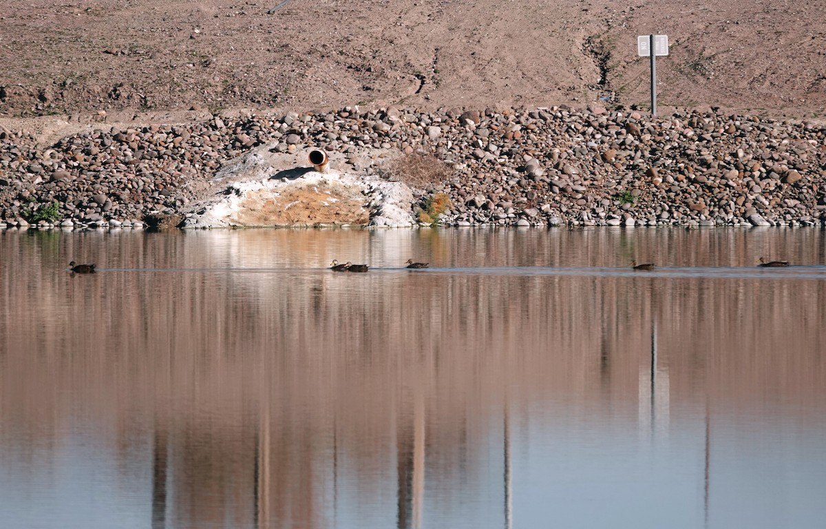 Кряква/Мексиканская кряква - ML647210740