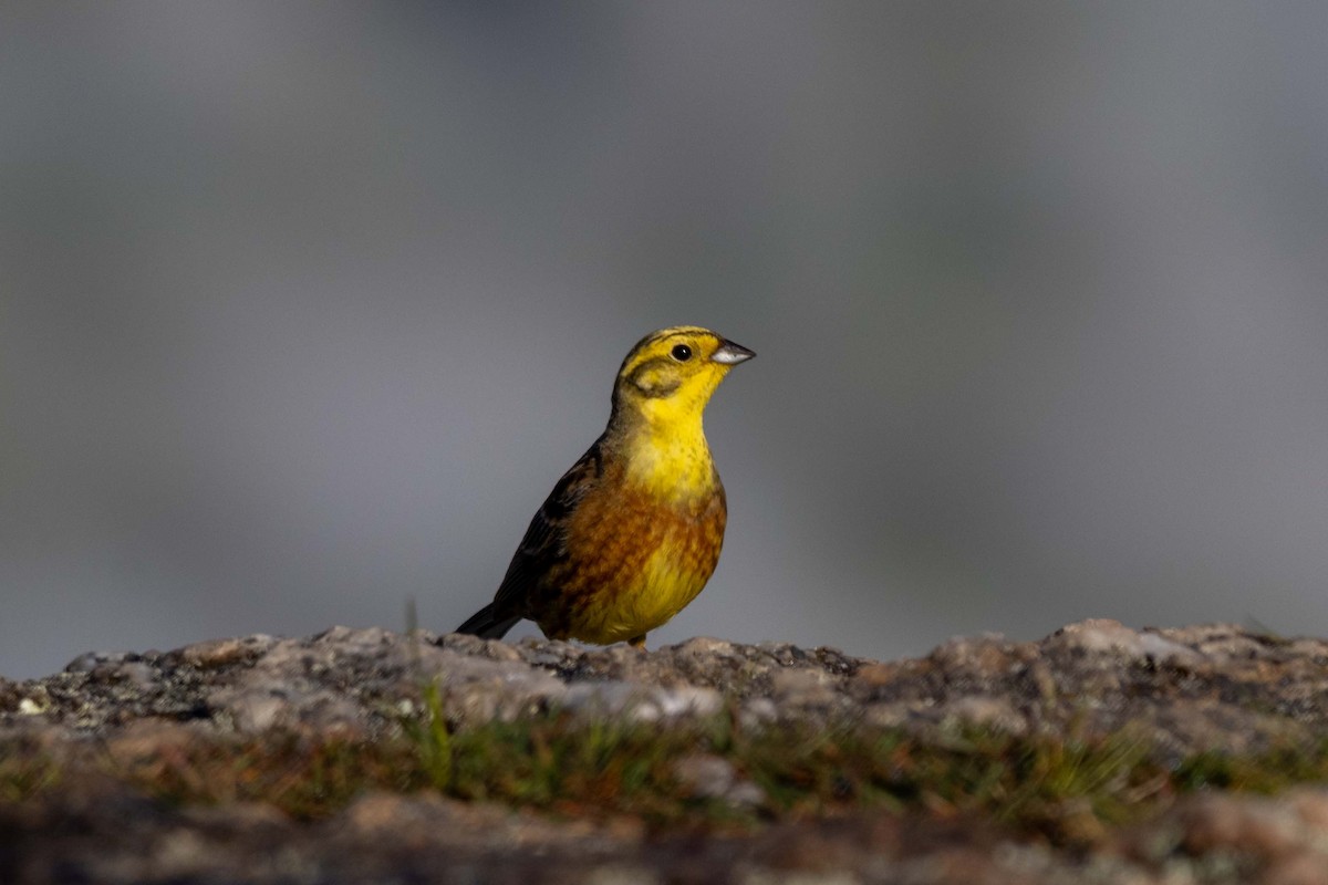 Обыкновенная овсянка - ML647210741