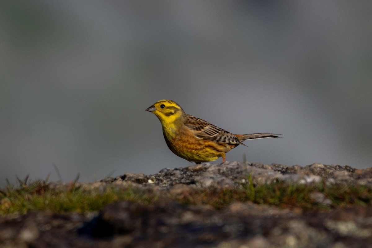 Обыкновенная овсянка - ML647210742