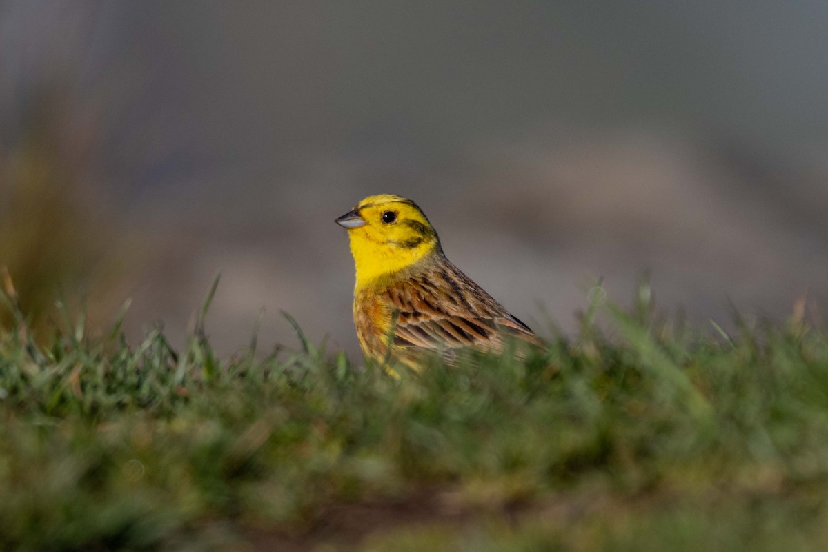 Обыкновенная овсянка - ML647210743