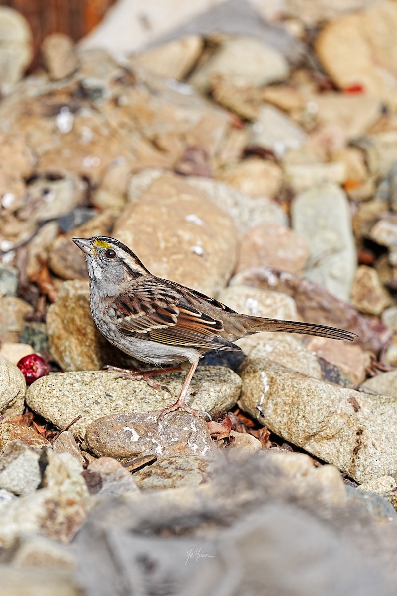 Белогорлая зонотрихия - ML647210744