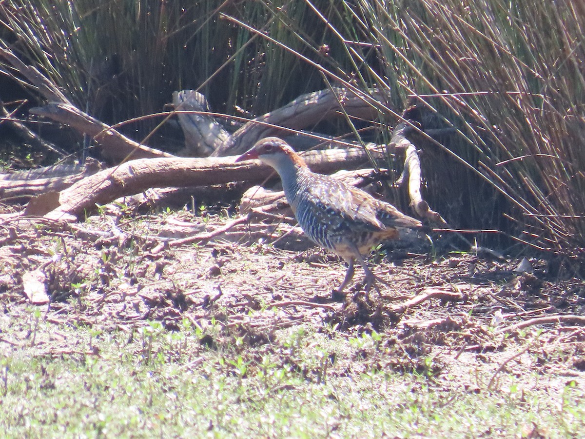 Полосатый трескун - ML647210745