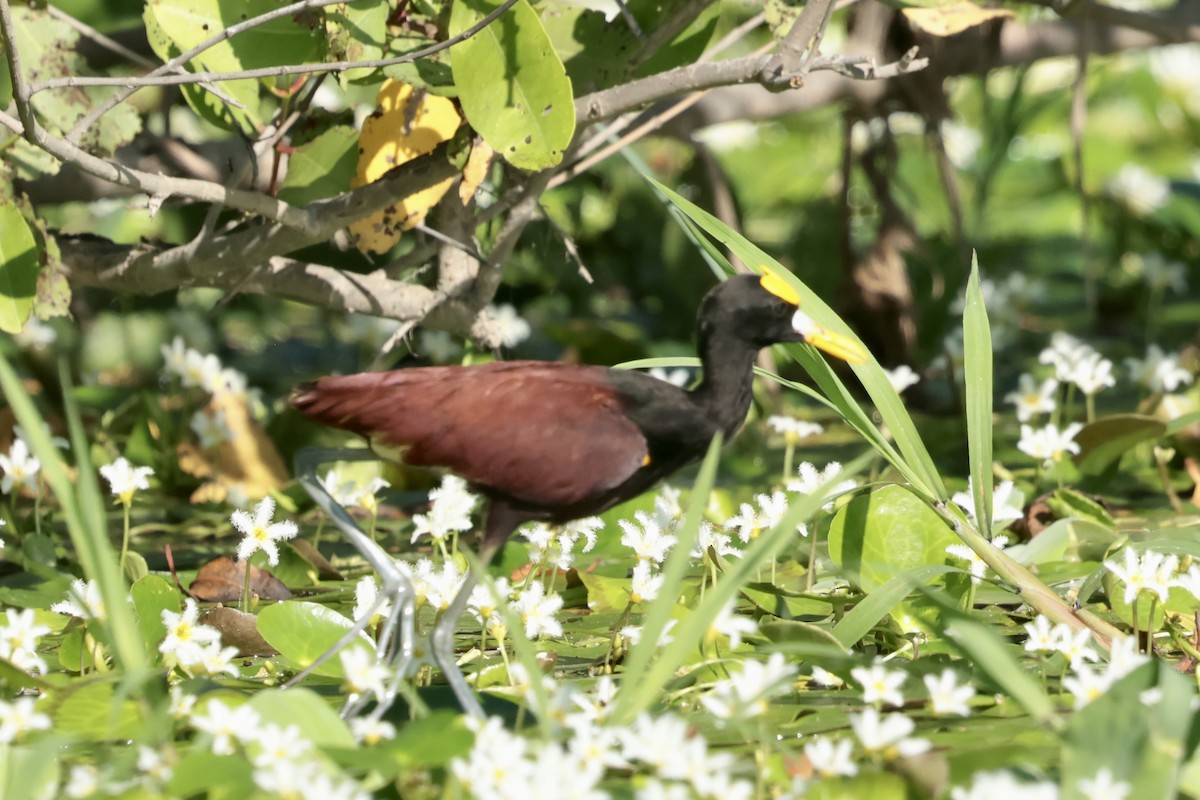 Желтолобая якана - ML647210746