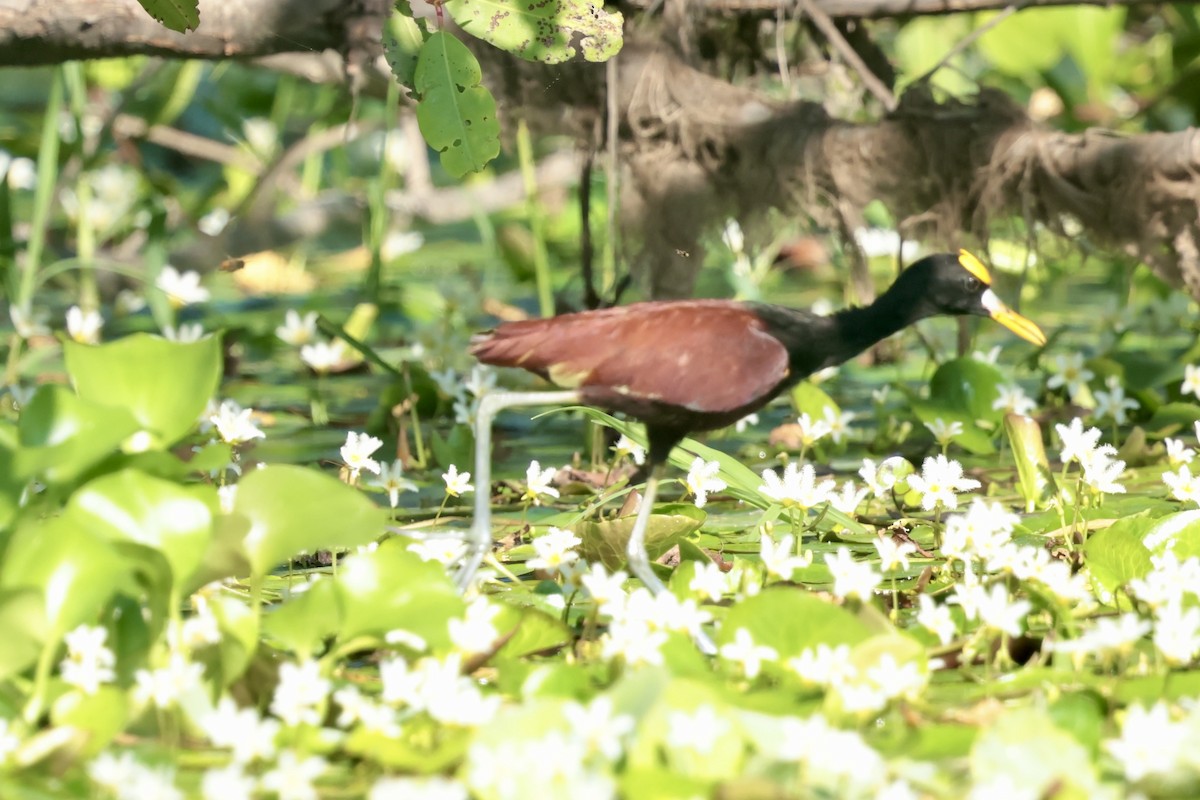 Желтолобая якана - ML647210747