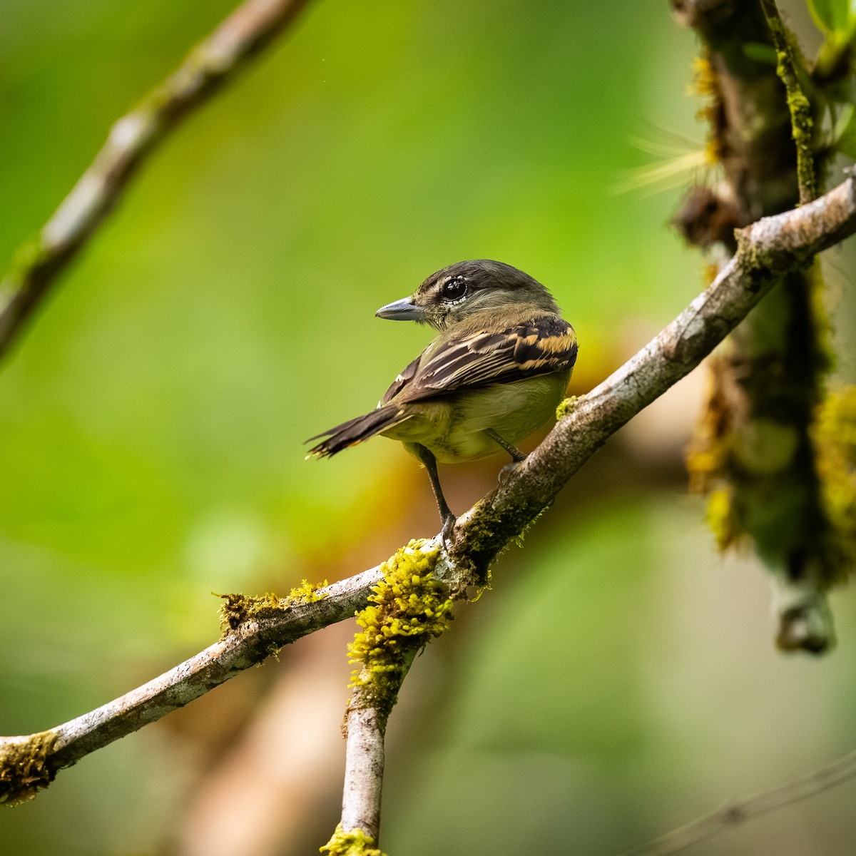 Белокрылый бекард - ML647210748