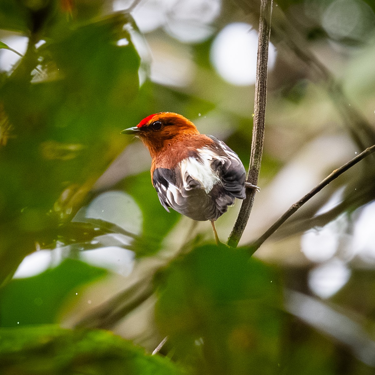 Рыжая пипра - ML647210749