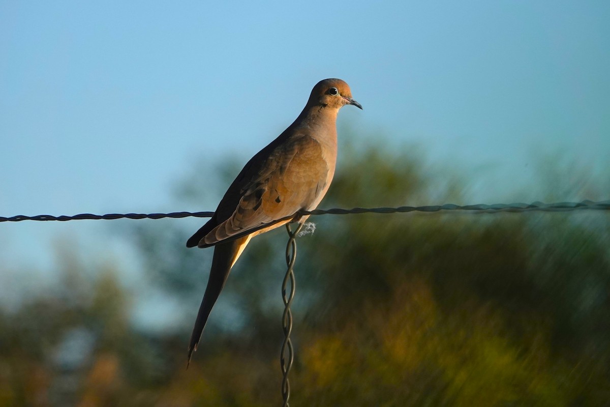 Плачущая горлица - ML647210750