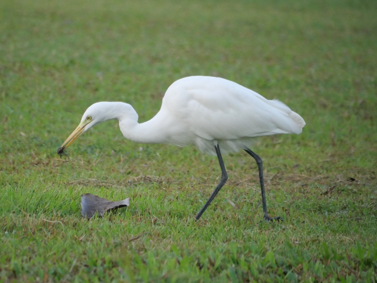 Средняя белая цапля - ML647210751