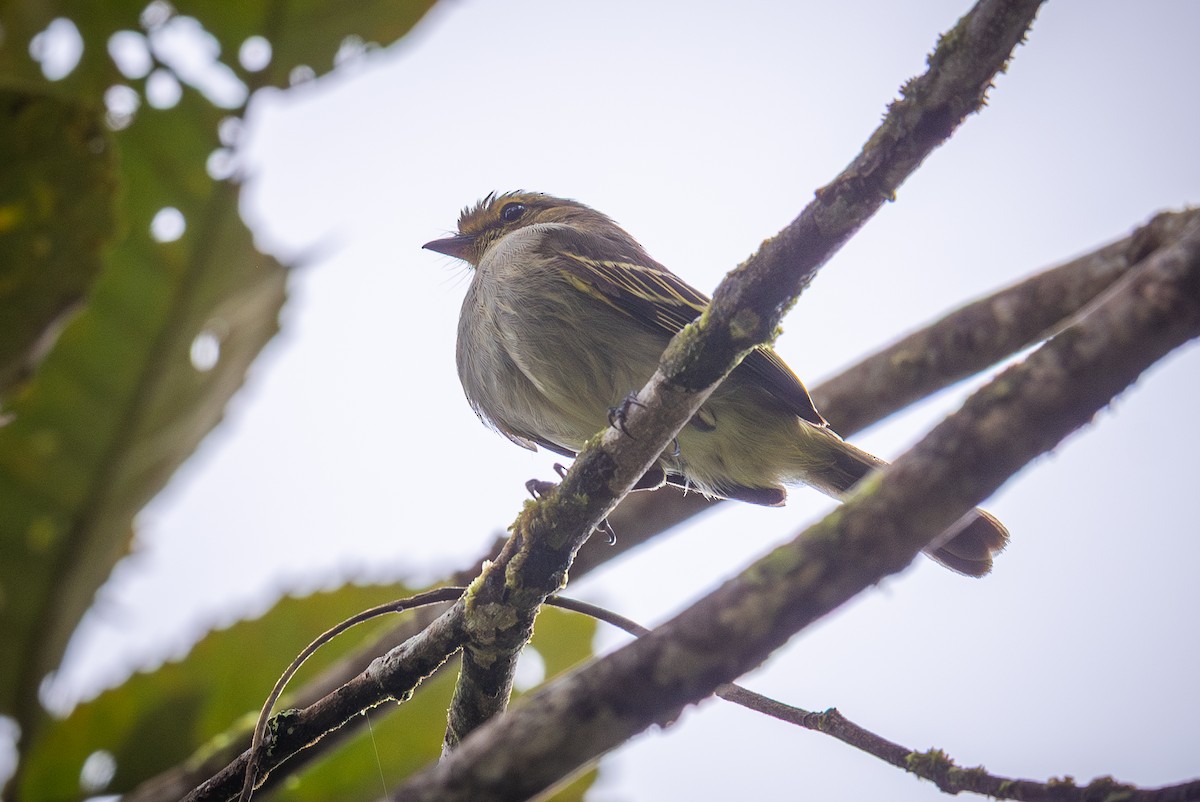 Златолицый москитолов - ML647210753