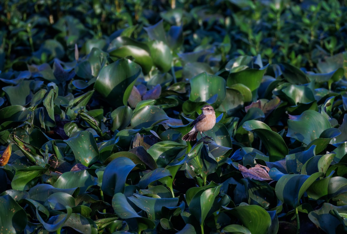 Сибирский черноголовый чекан - ML647210754