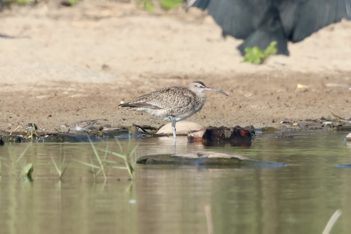 Hudsonian Whimbrel - ML647210757