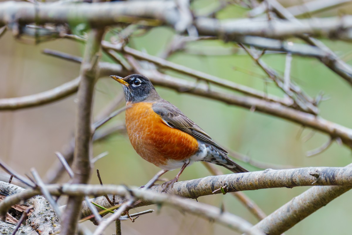 American Robin - ML647210760
