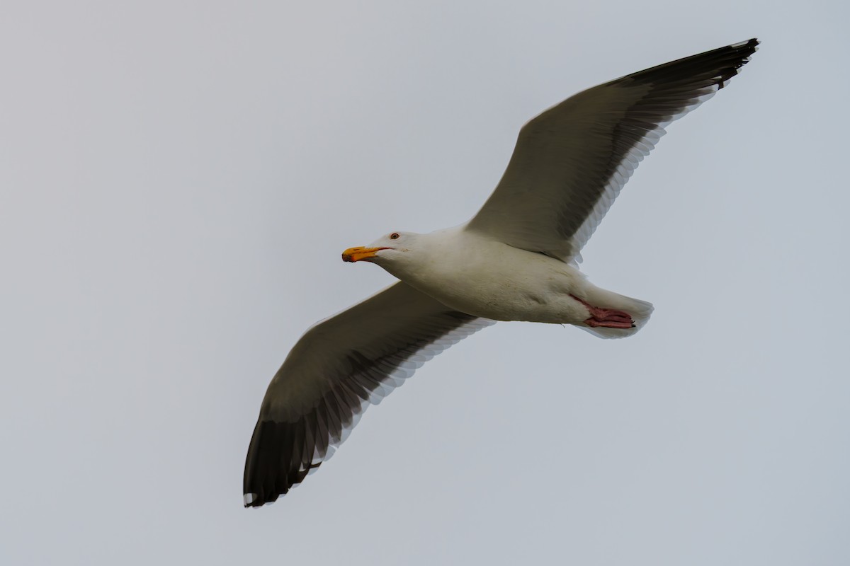 Western Gull - ML647210761