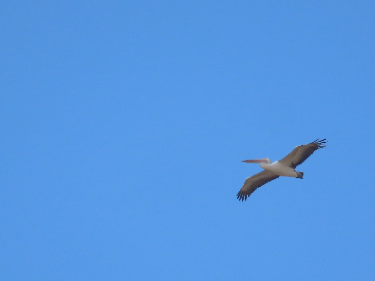 Australian Pelican - ML647210768