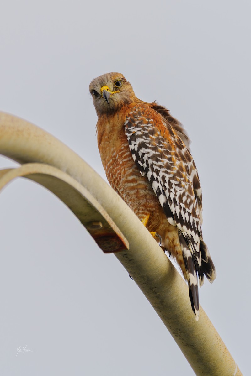Red-shouldered Hawk - ML647210769