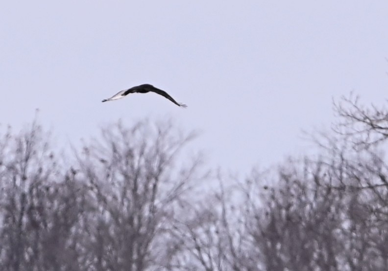 毛足鵟 - ML647210772