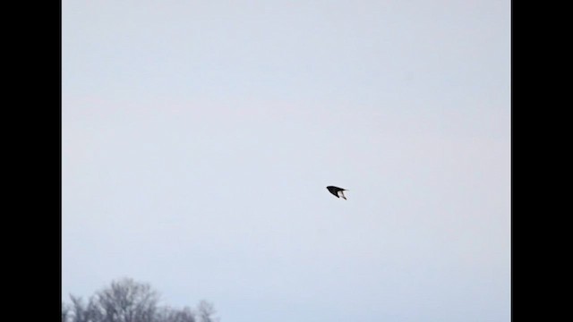 毛足鵟 - ML647210773