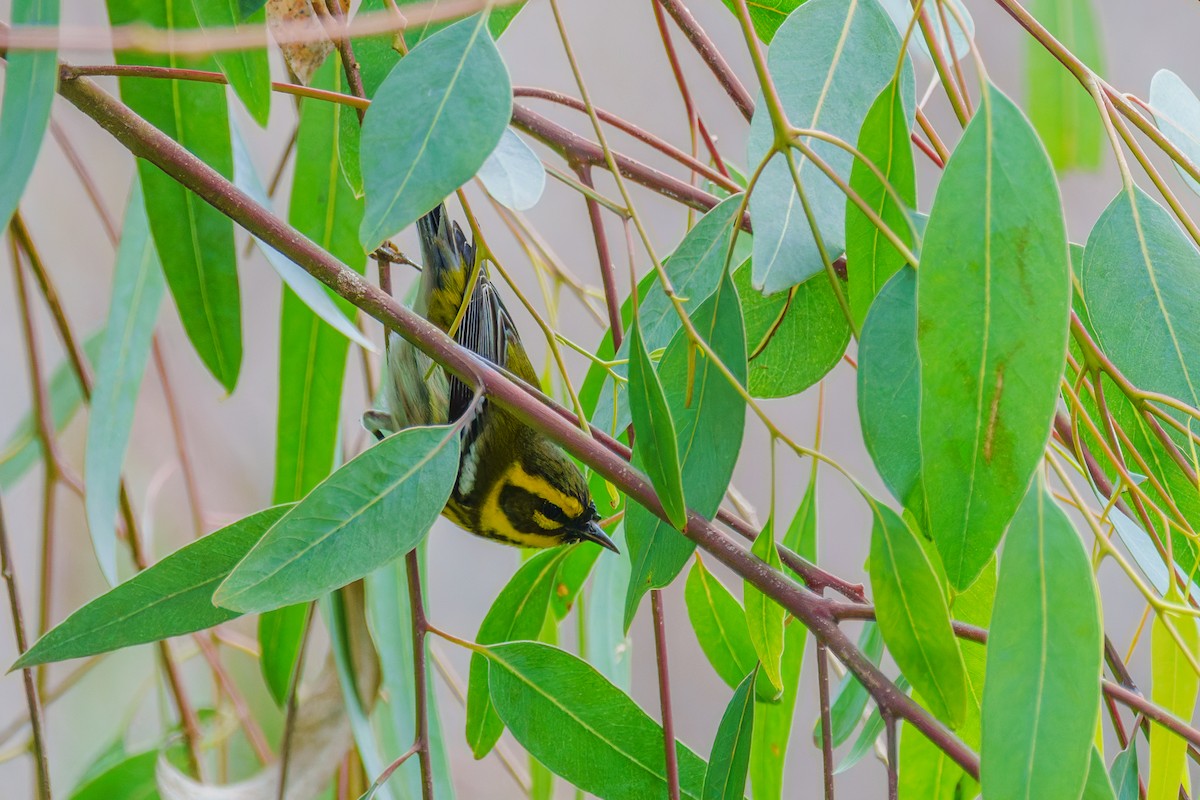 Townsend's Warbler - ML647210775