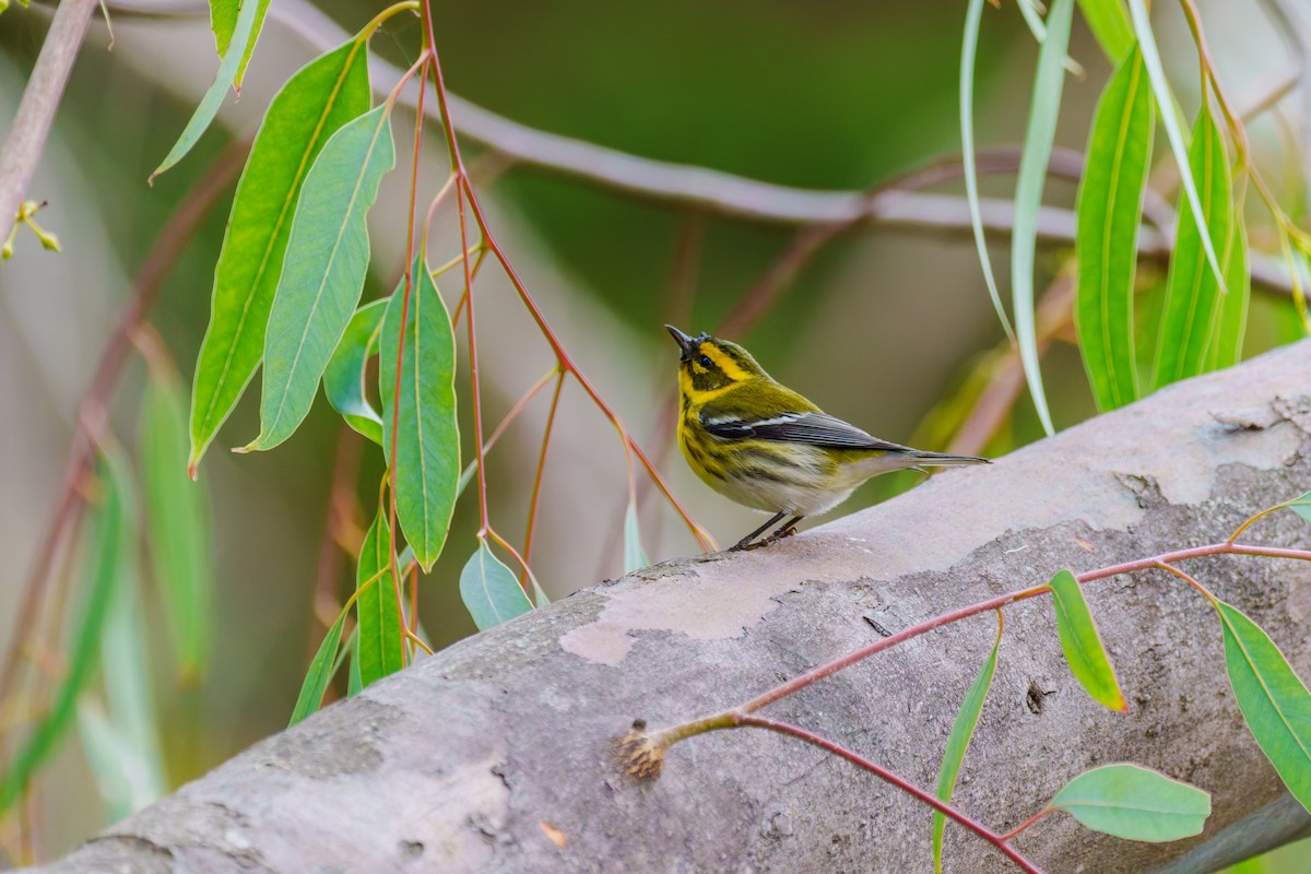 Townsend's Warbler - ML647210776