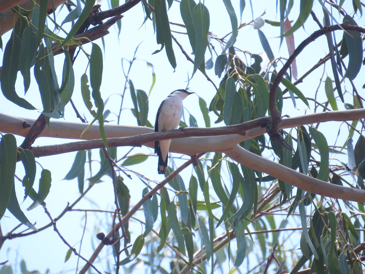 White-winged Triller - ML647210777