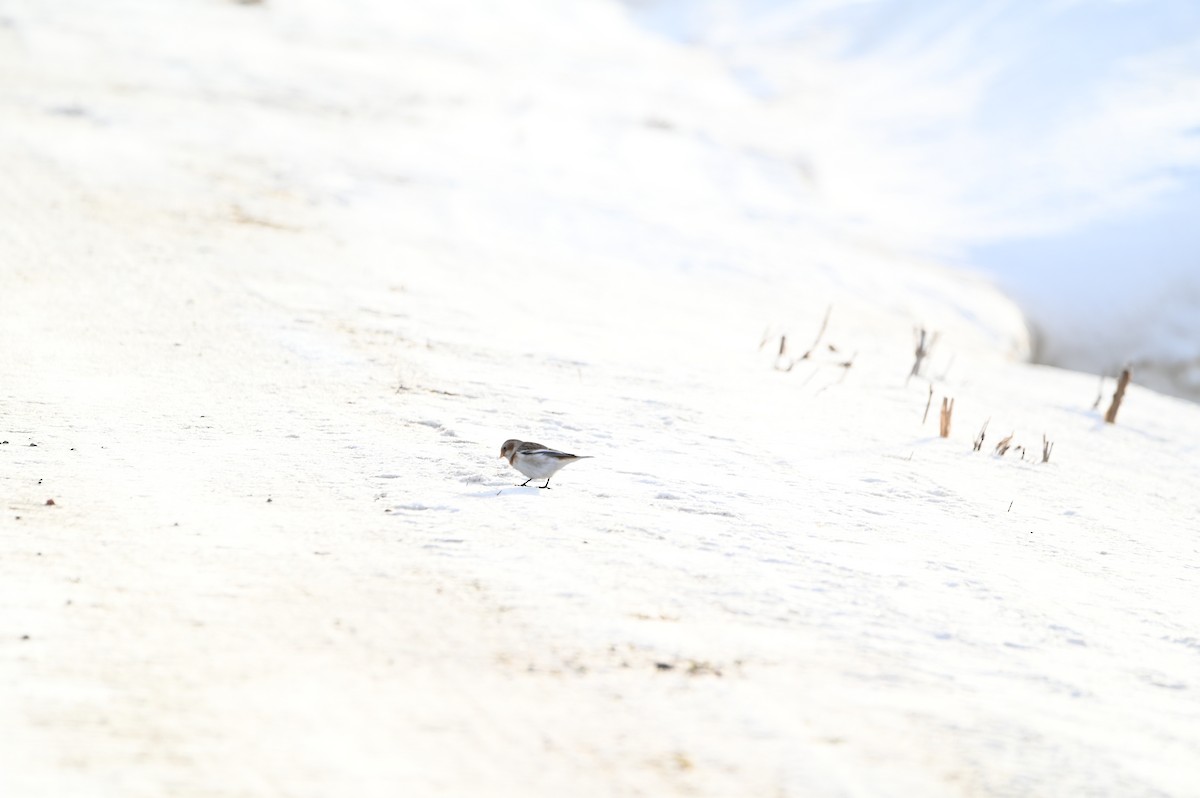 雪鵐 - ML647210789