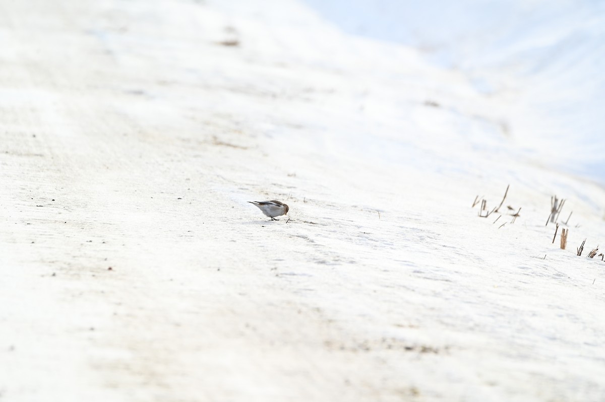 雪鵐 - ML647210792