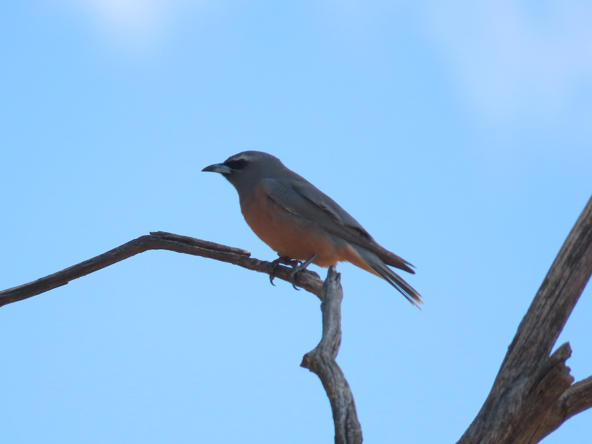 White-browed Woodswallow - ML647210794