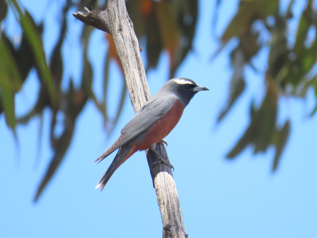White-browed Woodswallow - ML647210795
