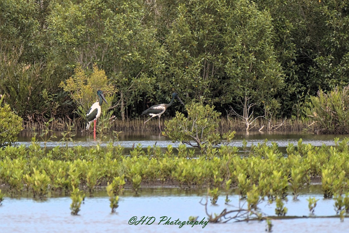 čáp černokrký - ML647210796