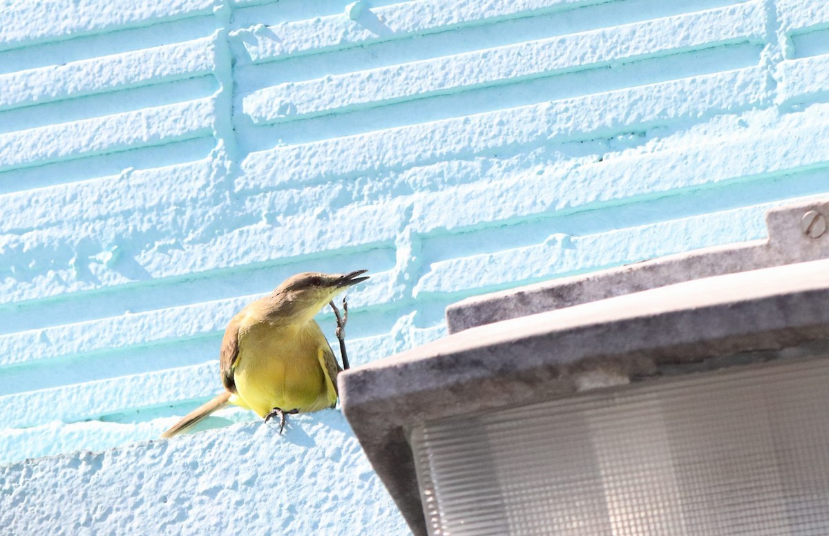 Cattle Tyrant - ML647210804