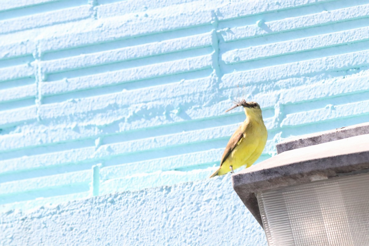 Cattle Tyrant - ML647210805