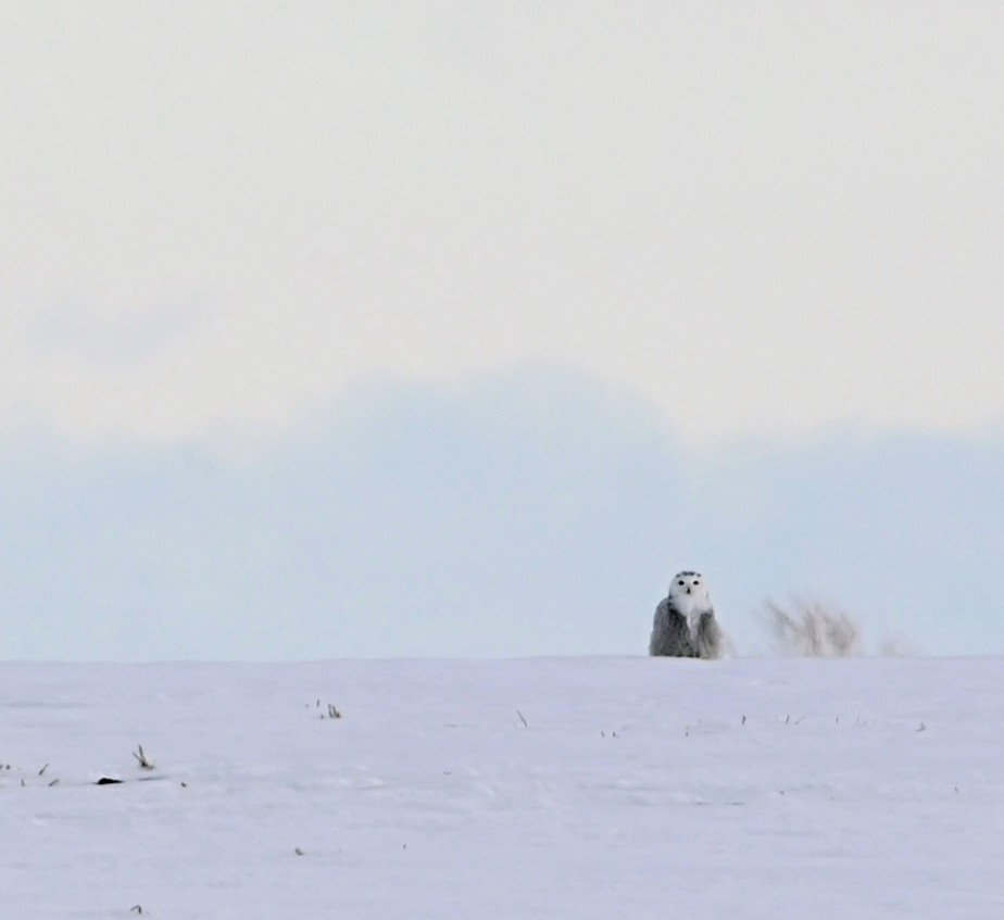 Snowy Owl - ML647210807