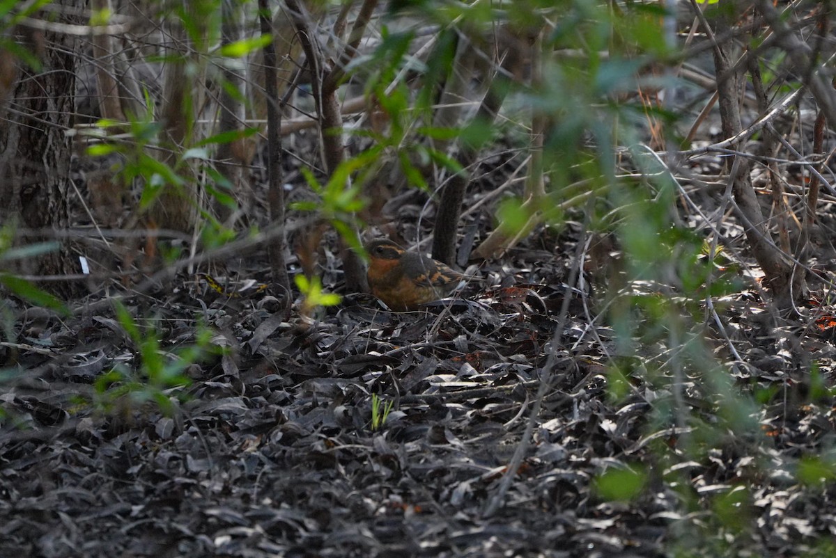Varied Thrush - ML647210809
