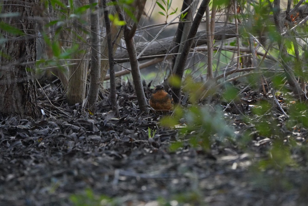 Varied Thrush - ML647210810