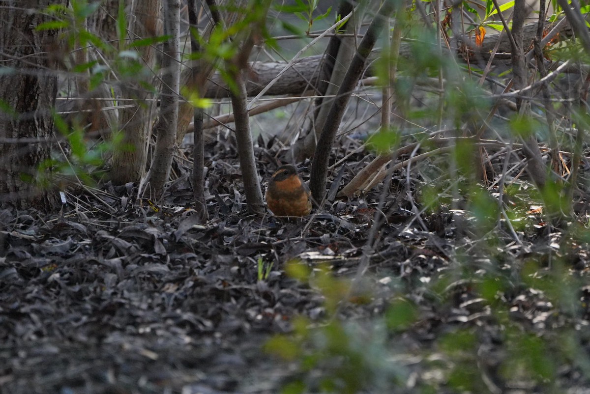 Varied Thrush - ML647210811
