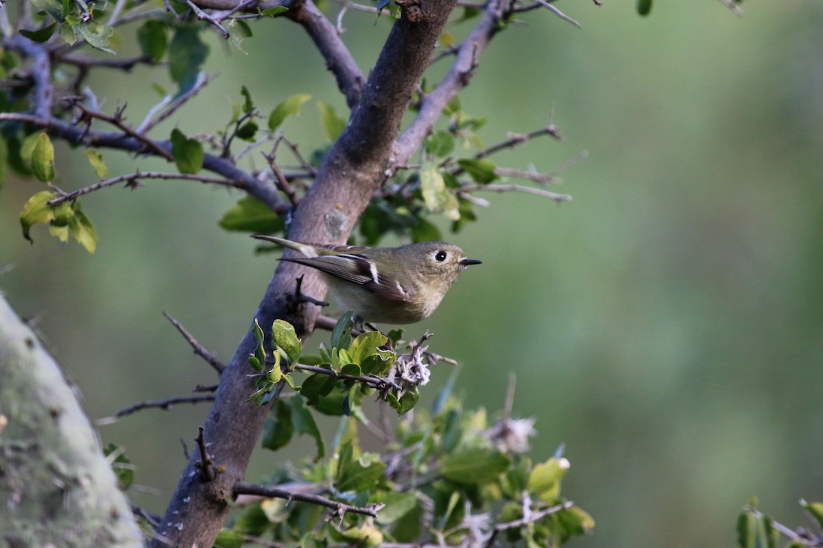 Ruby-crowned Kinglet - ML647210817