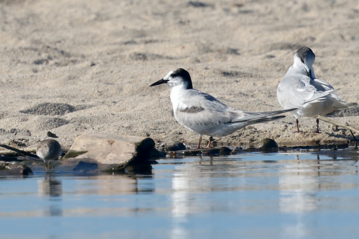 Common Tern - ML647210818