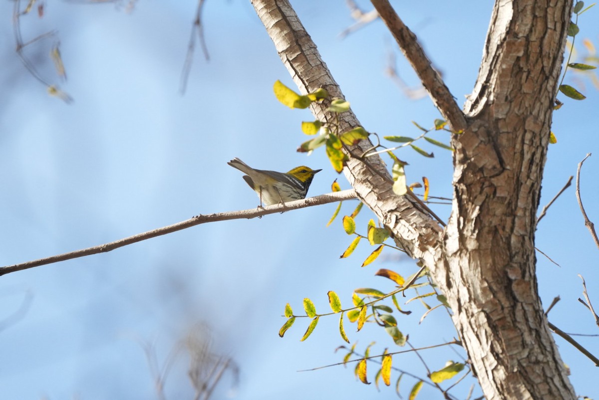 Black-throated Green Warbler - ML647210834
