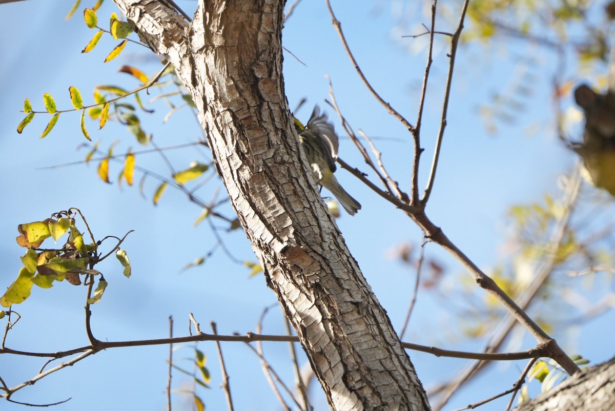 Black-throated Green Warbler - ML647210835