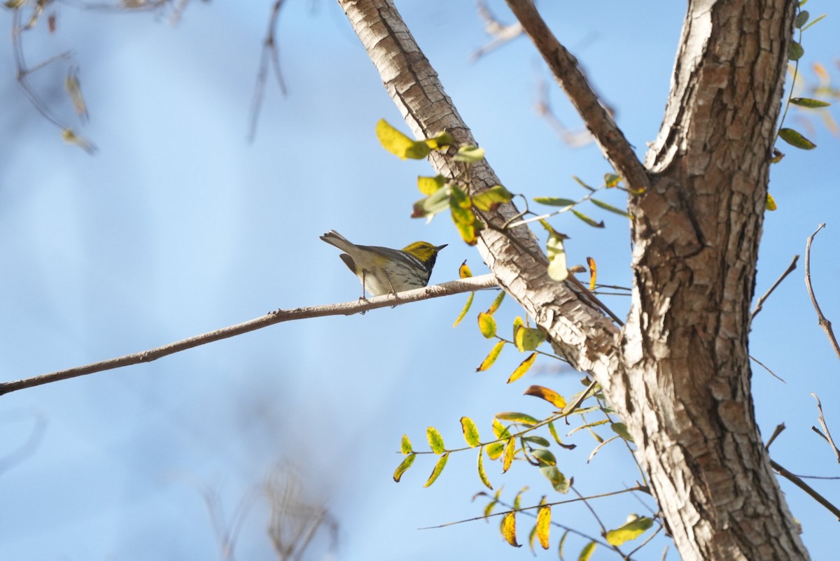 Black-throated Green Warbler - ML647210836