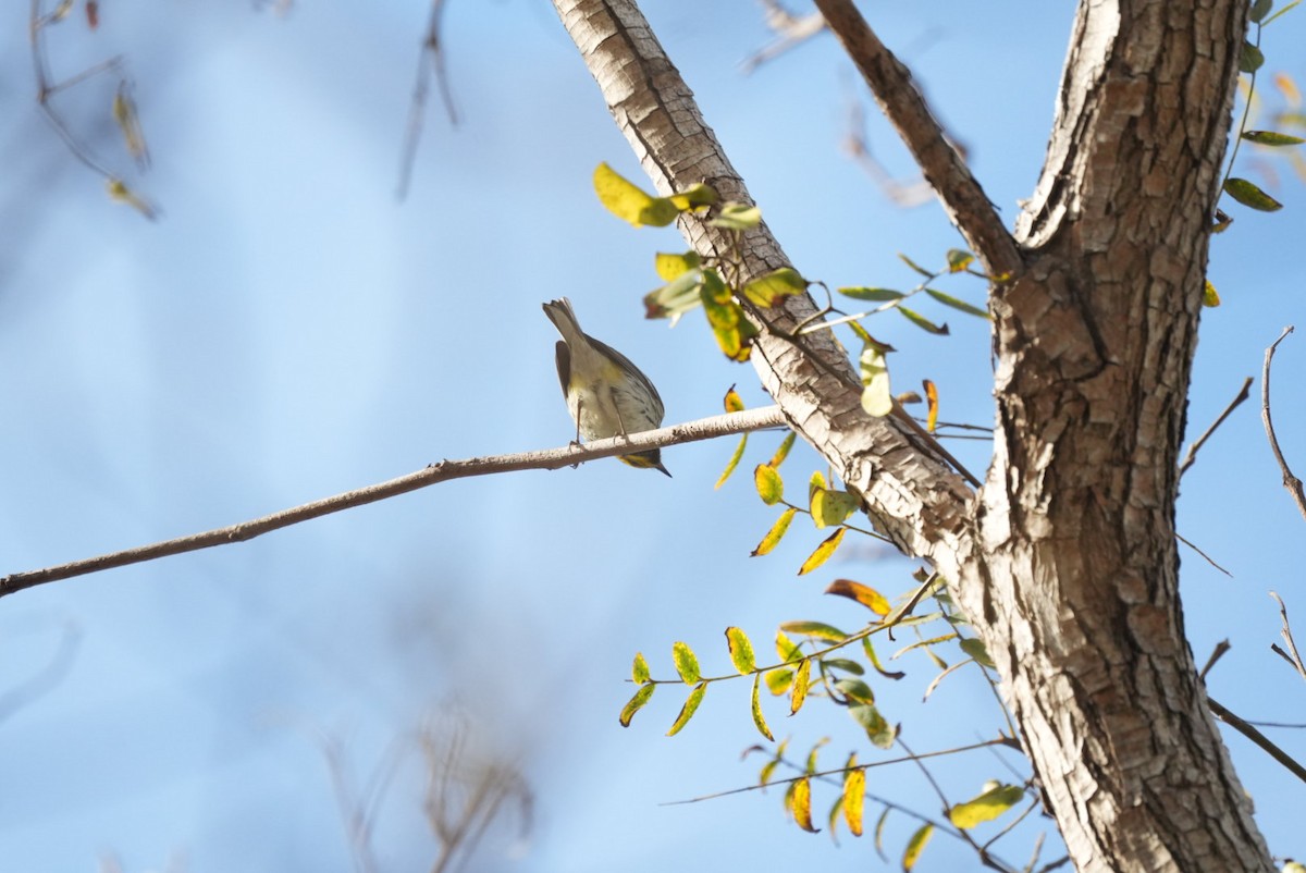 Black-throated Green Warbler - ML647210837