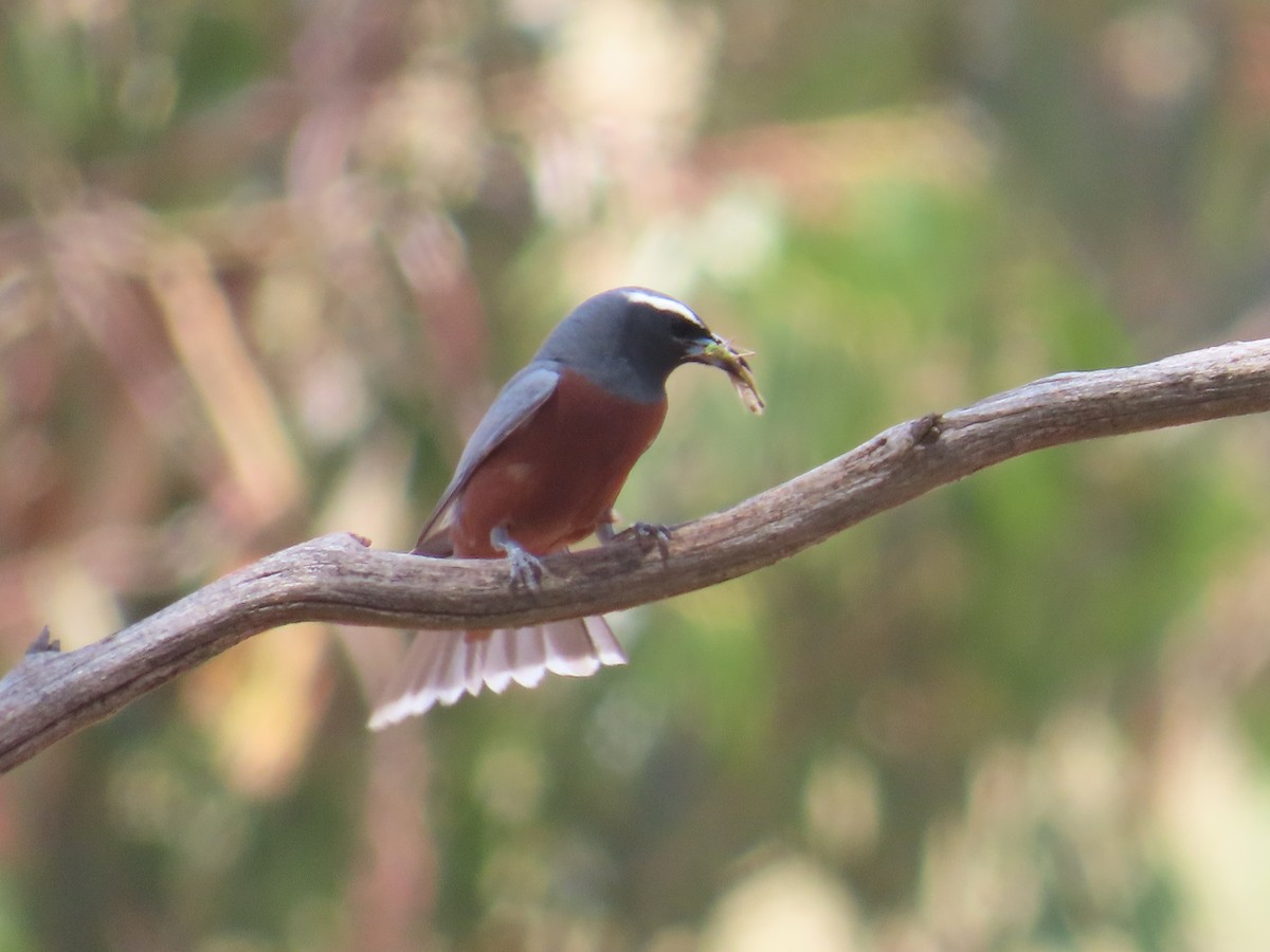 White-browed Woodswallow - ML647210838