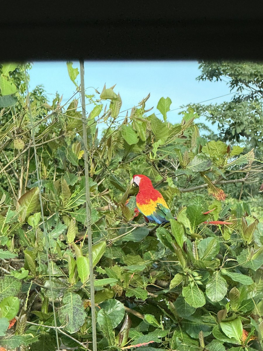 Scarlet Macaw - ML647210848