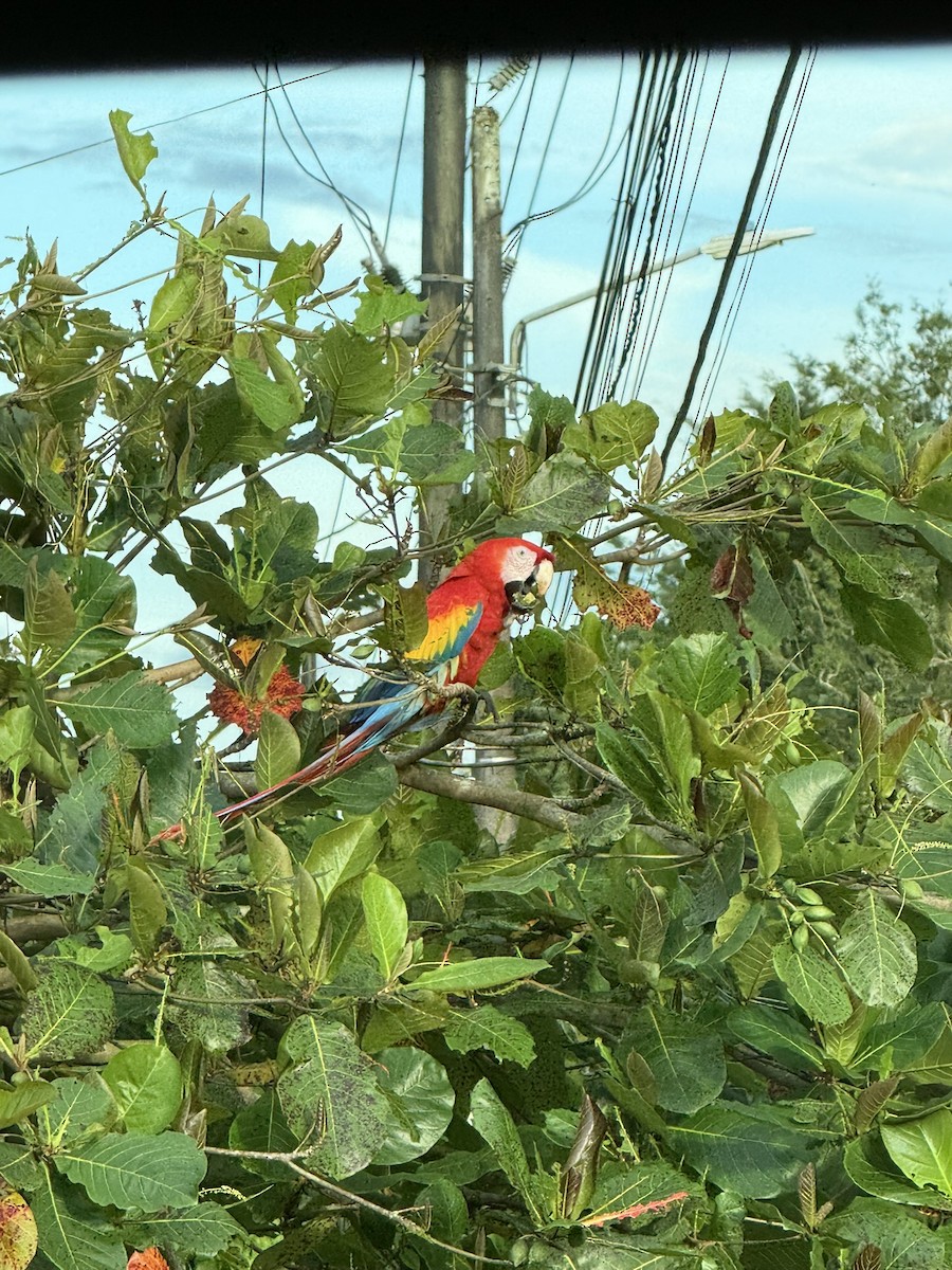 Scarlet Macaw - ML647210850