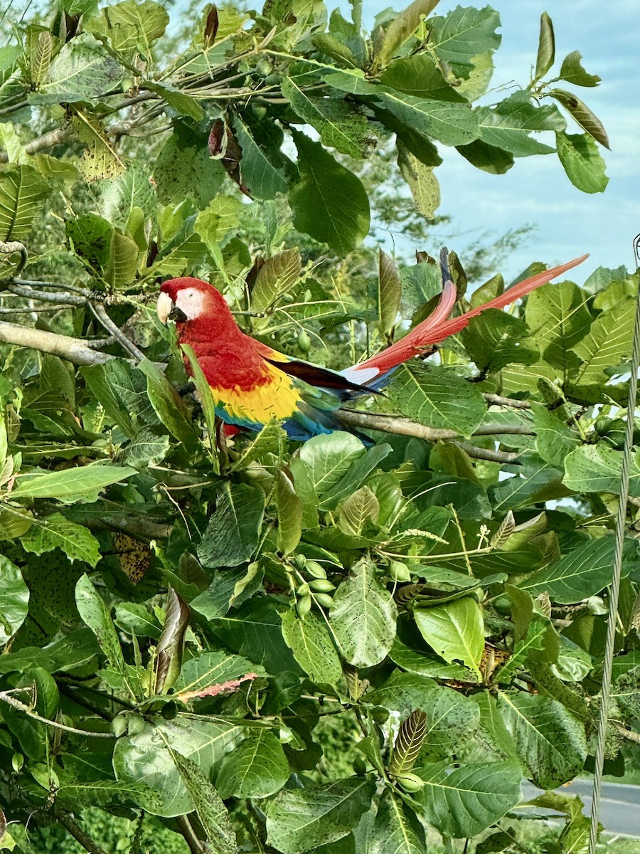Scarlet Macaw - ML647210852