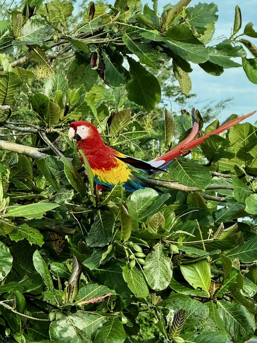 Scarlet Macaw - ML647210854