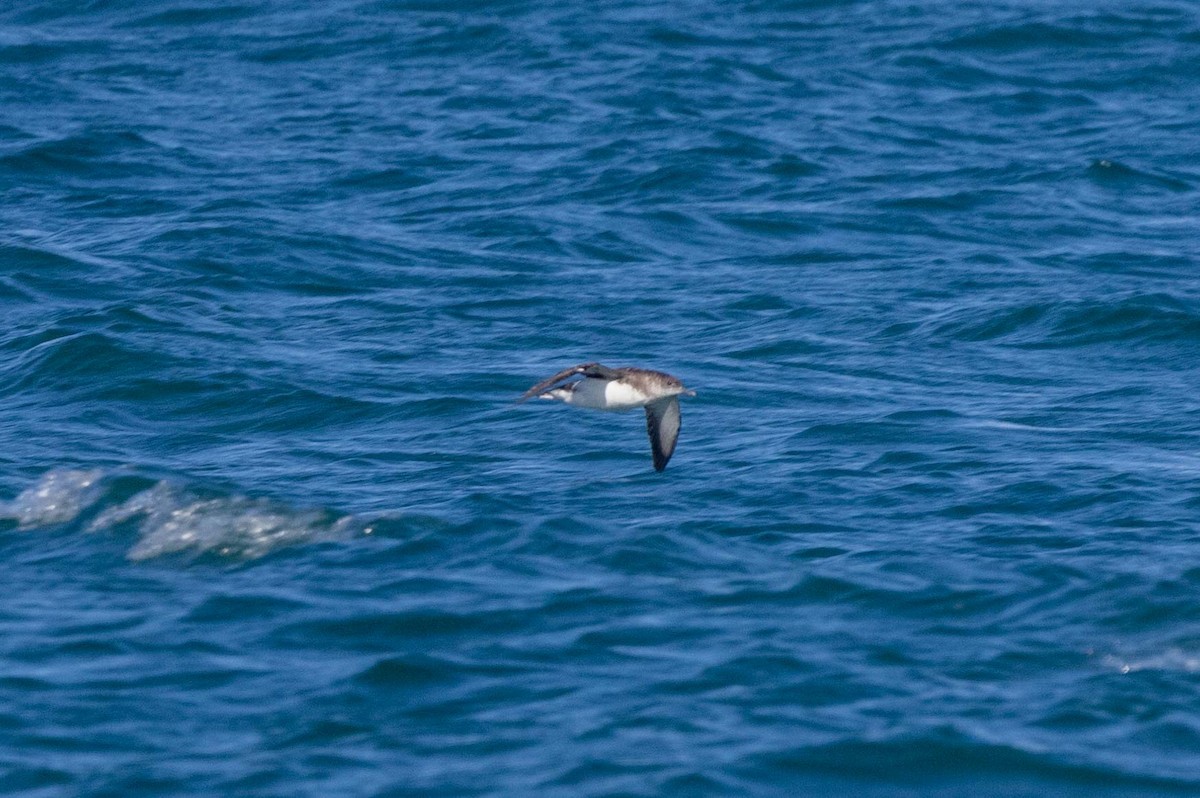 Буроспинный буревестник - ML647210859