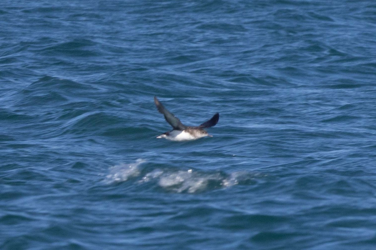 Буроспинный буревестник - ML647210860